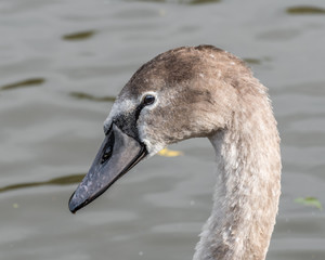 Young Cygnet 