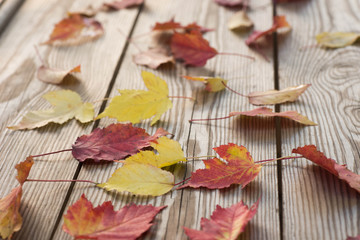 Obraz premium fall autumn leaves on wooden background