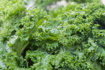 curly kale wet green leaves