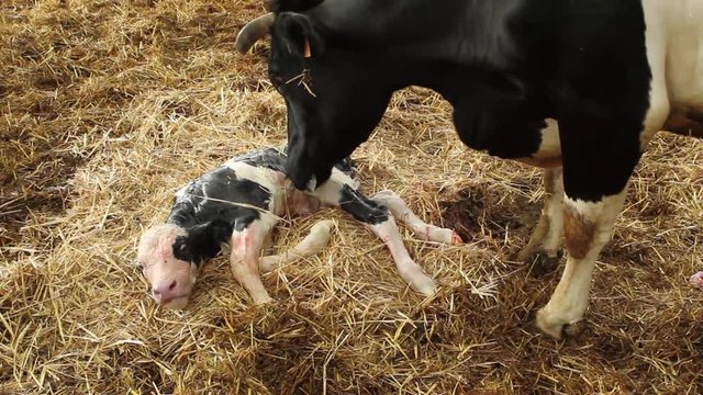 Medium shot of cow licking newborn calf on hay