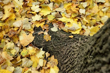 autumn leaves on the ground