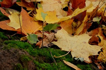 autumn leaves on the ground