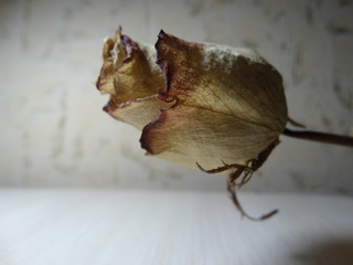 dry rose with dried petals against the wall background