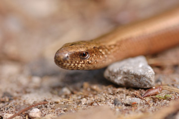 Schleiche Photos Royalty Free Images Graphics Vectors Videos