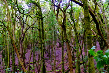 flowers in the forest