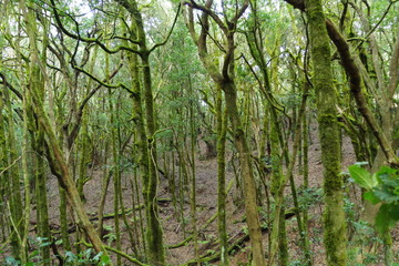forest in La Gomera