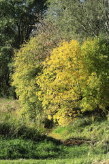 Fototapeta premium Herbst in den Wäldern bei Wien