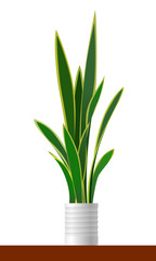 Indoor plant: Sansevieria trifasciata