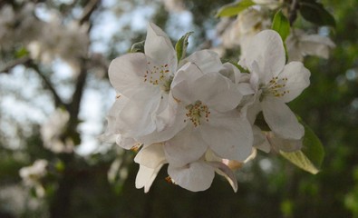 apple tree blossom