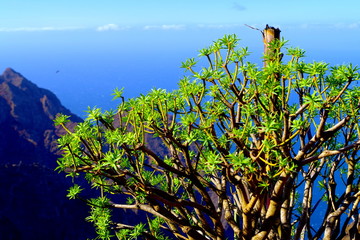 plant in La Gomera