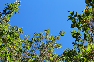 Blick in den Himmel unter einem Baum stehend