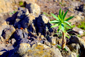 plant in La Gomera