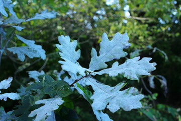 Eichenlaub mit Mehltau im Herbst