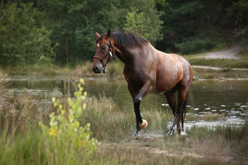 Pferd am See