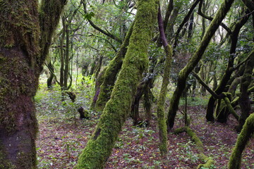 Fototapeta premium tree in the forest in La Gomera