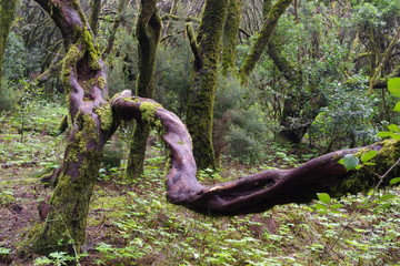 tree in the forest in La Gomera