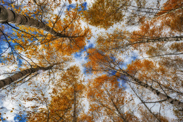 crowns of autumn trees. branches against the sky