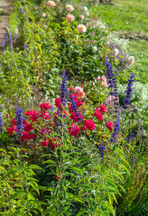 Flowers of blue sage and roses in the summer garden, landscape design and gardening