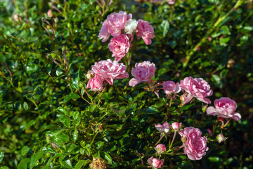 Flowers of a pink fairy rose in a summer garden, landscape design and gardening