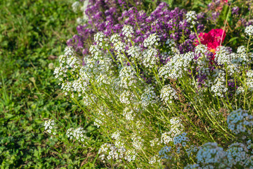 Obraz premium Flowers of white and blue alyssum in the summer garden, landscape design and gardening