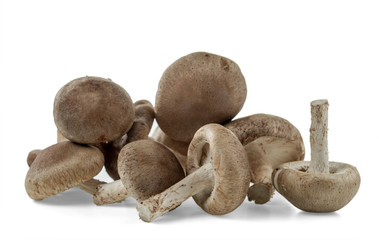 A bunch of shiitake mushrooms are isolated on white background. Selective focus..