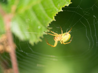 A little spider in her web.