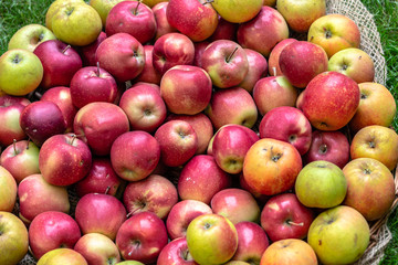 Marktstand mit rötlichen Streuobst Äpfeln