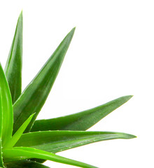 Aloe vera plant isolated on white background.