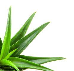 Obraz premium Aloe vera plant isolated on white background.