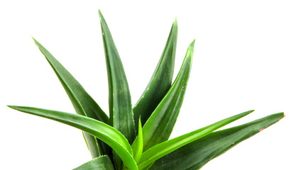 Aloe vera plant isolated on white background.