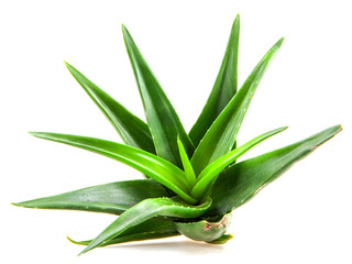 Obraz premium Aloe vera plant isolated on white background.