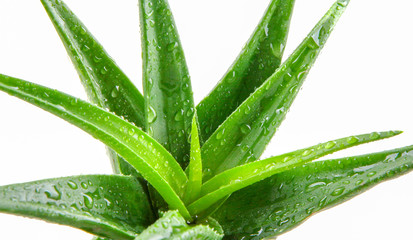 Aloe vera plant isolated on white background.