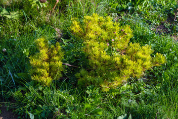 Seedling of a young Weymouth pine in a summer garden, landscape design and gardening