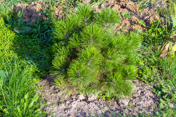 Seedling of a young Black pine in a summer garden, landscape design and gardening