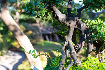 Japanese bonsai in the Japanese garden