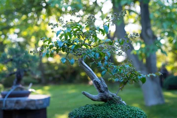 Keuken foto achterwand Bonsai Japanese bonsai in the Japanese garden