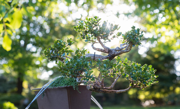 Japanese bonsai in the Japanese garden