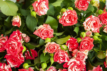 Beautiful rose flower in garden. Rose flower background. Roses flower texture. Lovely rose. Roses in tropical garden. Colourful roses flower. Roses flower pattern. Roses flower bouquet. Garden rose. R