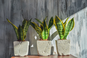 Three snake plants in pots on light grey grunge background.