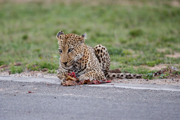 Old male leopard having a easy diner from a leopard tortoise on the airstrip in Sabi Sands Game Reserve part of the greater Kruger Region in South Africa