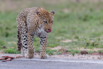 Old male leopard walking away after having a easy diner from a leopard tortoise on the airstrip in Sabi Sands Game Reserve part of the greater Kruger Region in South Africa
