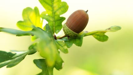 Oak leaf, acorn on oak tree background. - obrazy, fototapety, plakaty
