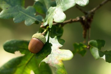 Oak leaf, acorn on oak tree background.