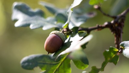 Oak leaf, acorn on oak tree background.