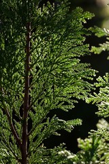 Fototapeta premium green tree in forest