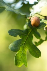 Oak leaf, acorn on oak tree background.