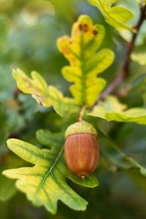 Oak leaf, acorn on oak tree background. © venars.original