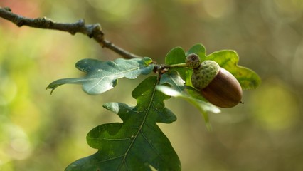 Oak leaf, acorn on oak tree background.