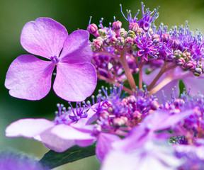 Purple Flower Macro