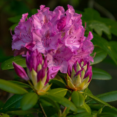 Pink Flower in Full Bloom